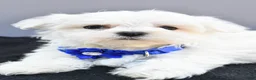 Maltese dogs for sale: Hannah - Ad 5