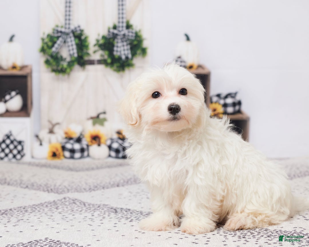 Maltipoo dogs for sale: Sammy - Ad 2