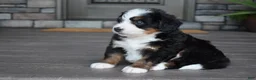 Mini Bernedoodle dogs for sale: Chip - Ad 5