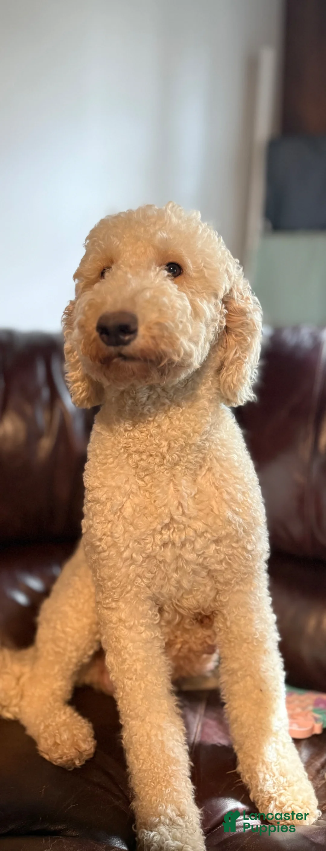 Goldendoodle dogs for sale: Goldendoodle Puppy 9 - Ad 2