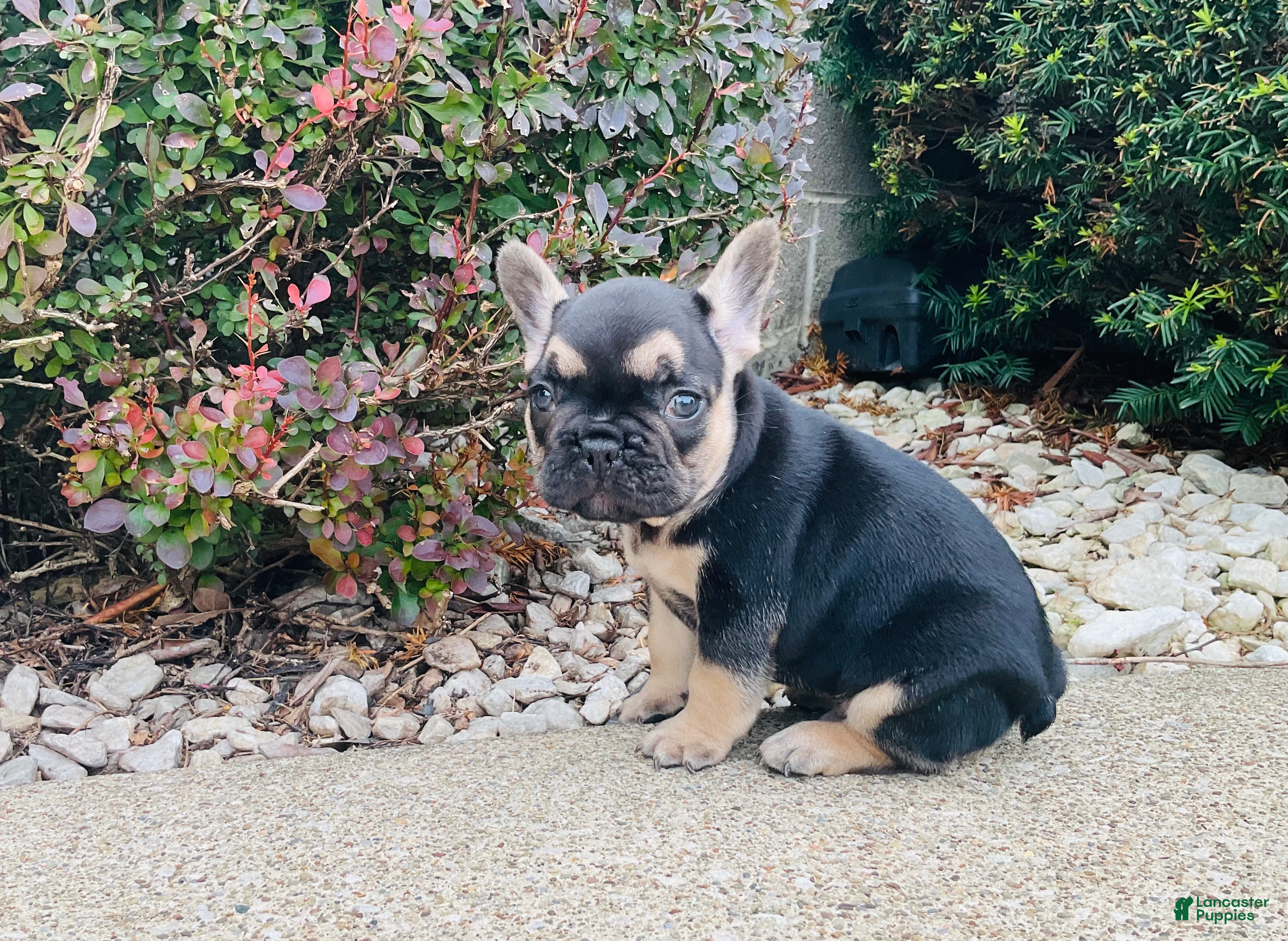 French Bulldog dogs for sale: Asher - Ad 1