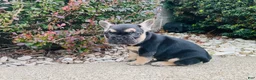 French Bulldog dogs for sale: Asher - Ad 1