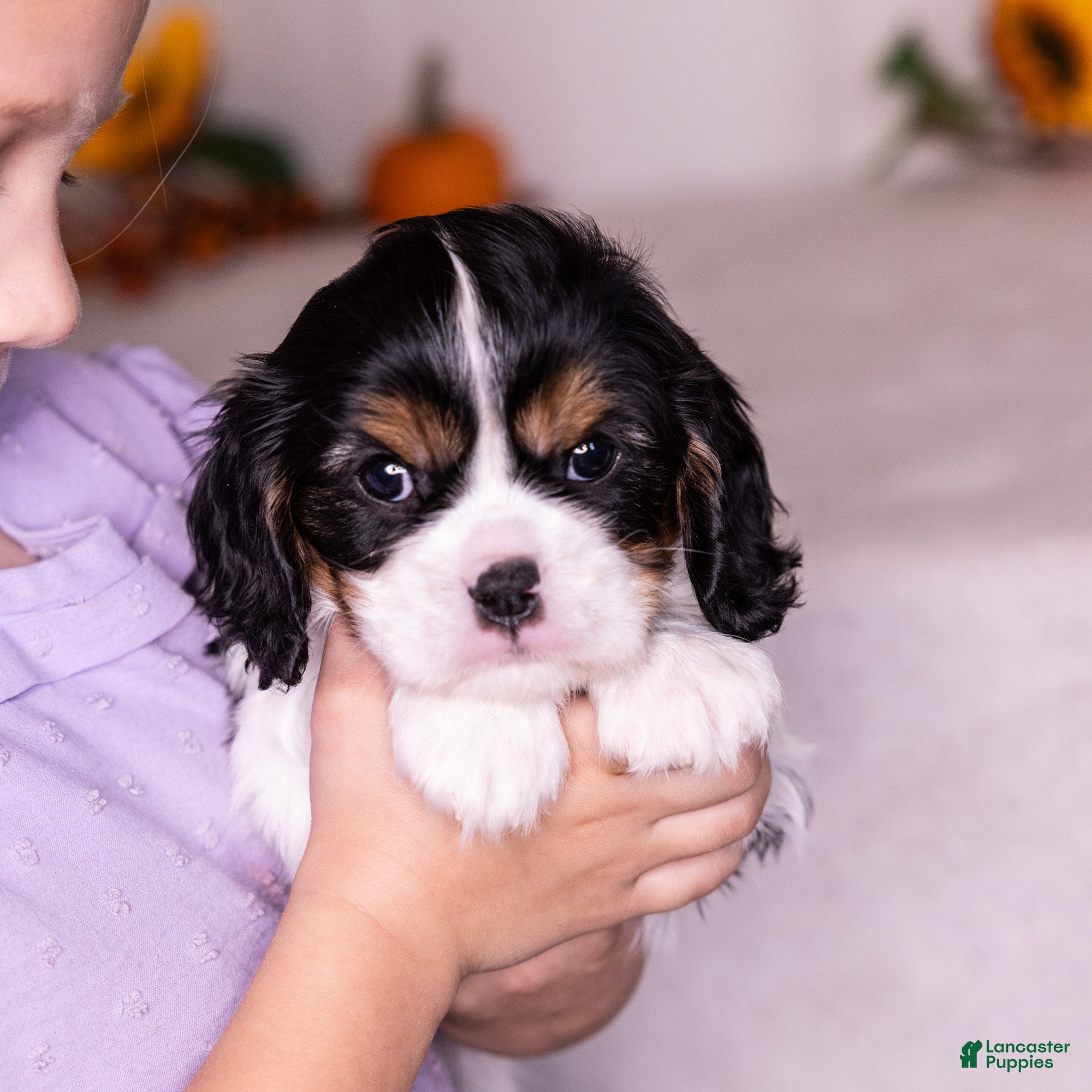 Cavalier King Charles Spaniel dogs Barnaby - Ad 1