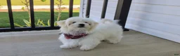 Maltese dogs for sale: Haden 7 lbs Full Grown - Ad 2