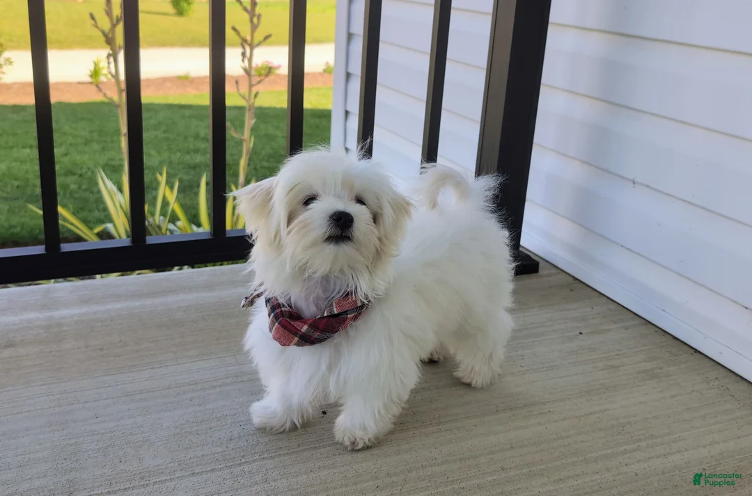 Maltese dogs for sale: Haden 7 lbs Full Grown - Ad 2