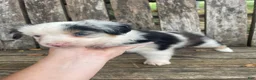 Miniature Australian Shepherd dogs for sale: Miniature Australian Shepherd 2 - Ad 4