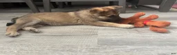 German Shepherd dogs for sale: German Shepherd 3 - Ad 2