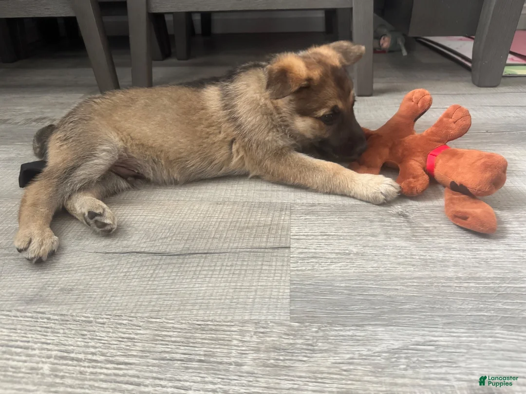 German Shepherd dogs for sale: German Shepherd 3 - Ad 2