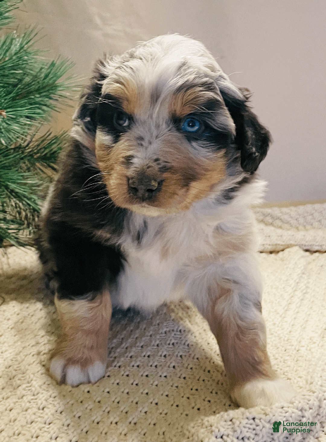 Australian Shepherd dogs for sale: Charlie - Ad 2