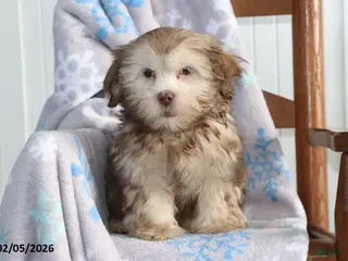 Shorkie dogs Andy - Ad 7