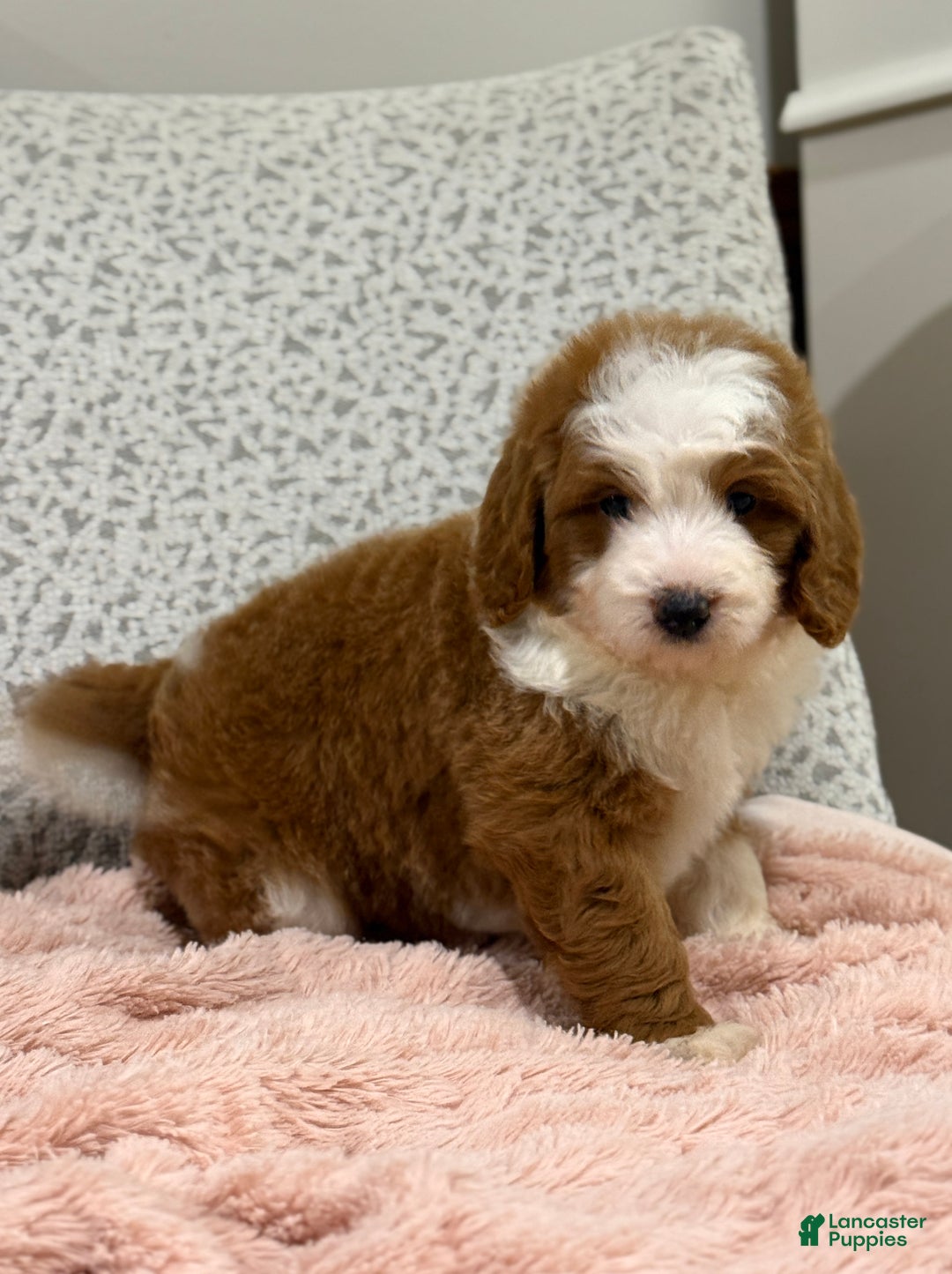 Goldendoodle dogs for sale: Princess - Ad 8