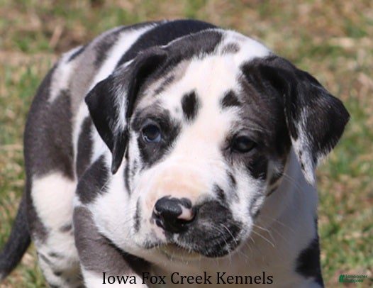 Great Dane dogs Harley - Ad 1