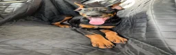 Doberman Pinscher dogs for sale: Zeus - Ad 4