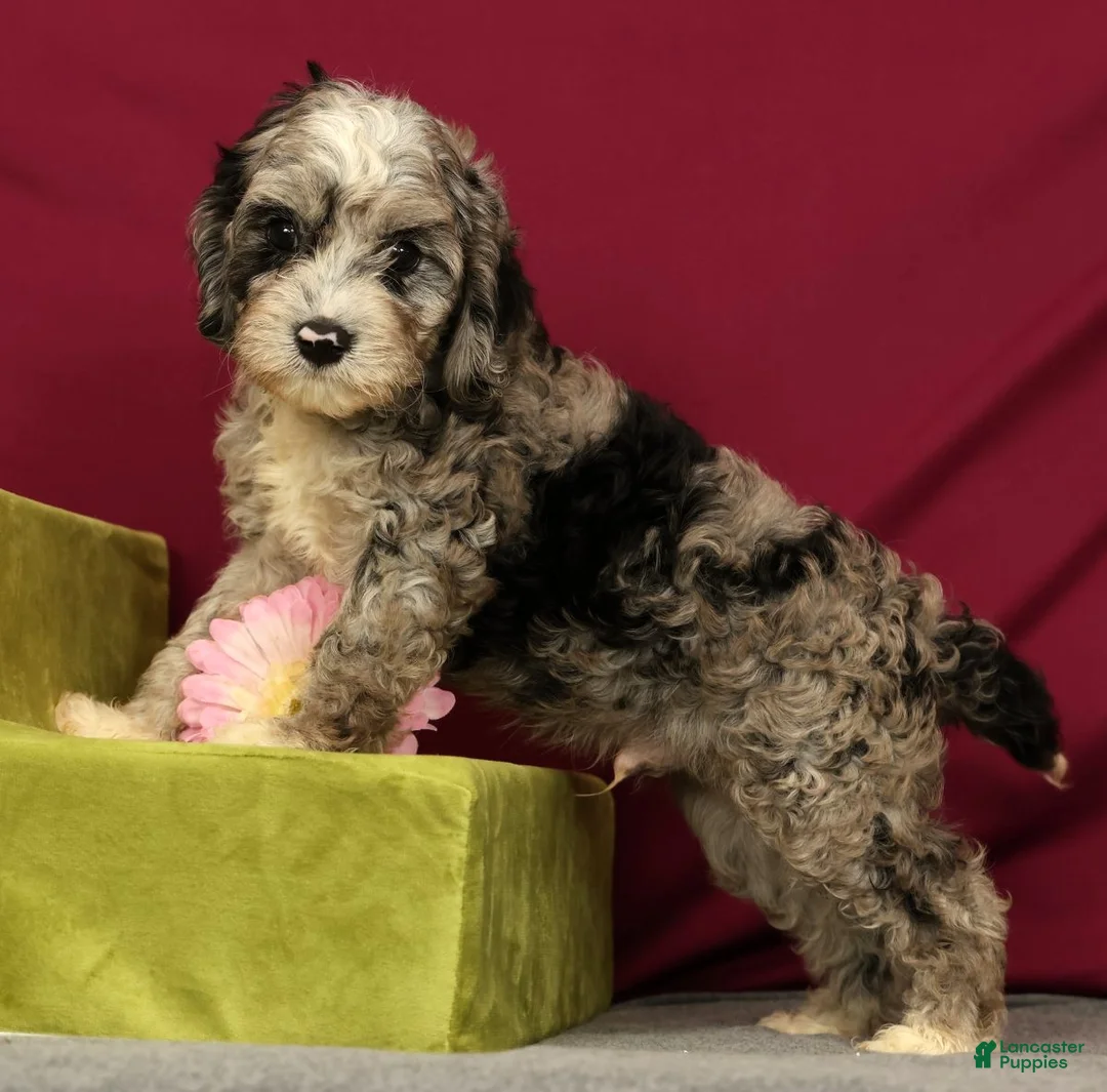 Cavapoo dogs for sale: Scout - Ad 1