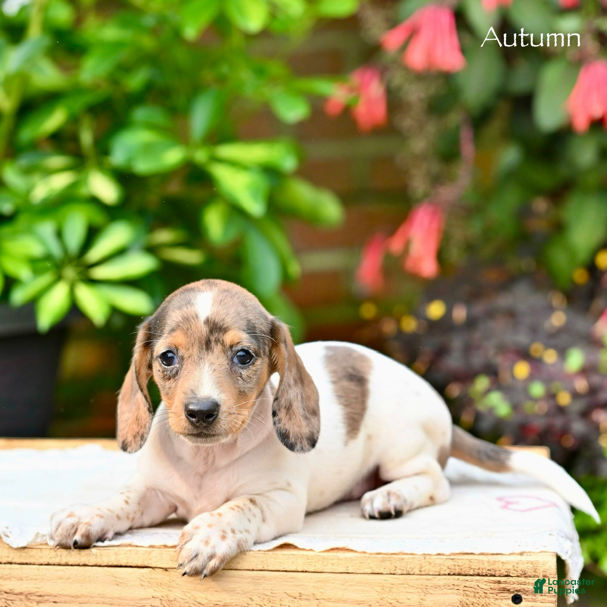 Miniature Dachshund dogs Autumn  - Ad 1