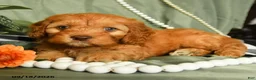 Cockapoo dogs for sale: Hunter - Ad 3