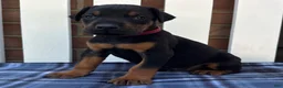 Doberman Pinscher dogs for sale: Zeus - Ad 3