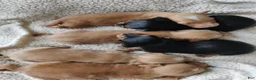 Miniature Dachshund dogs for sale: Clifford  - Ad 3