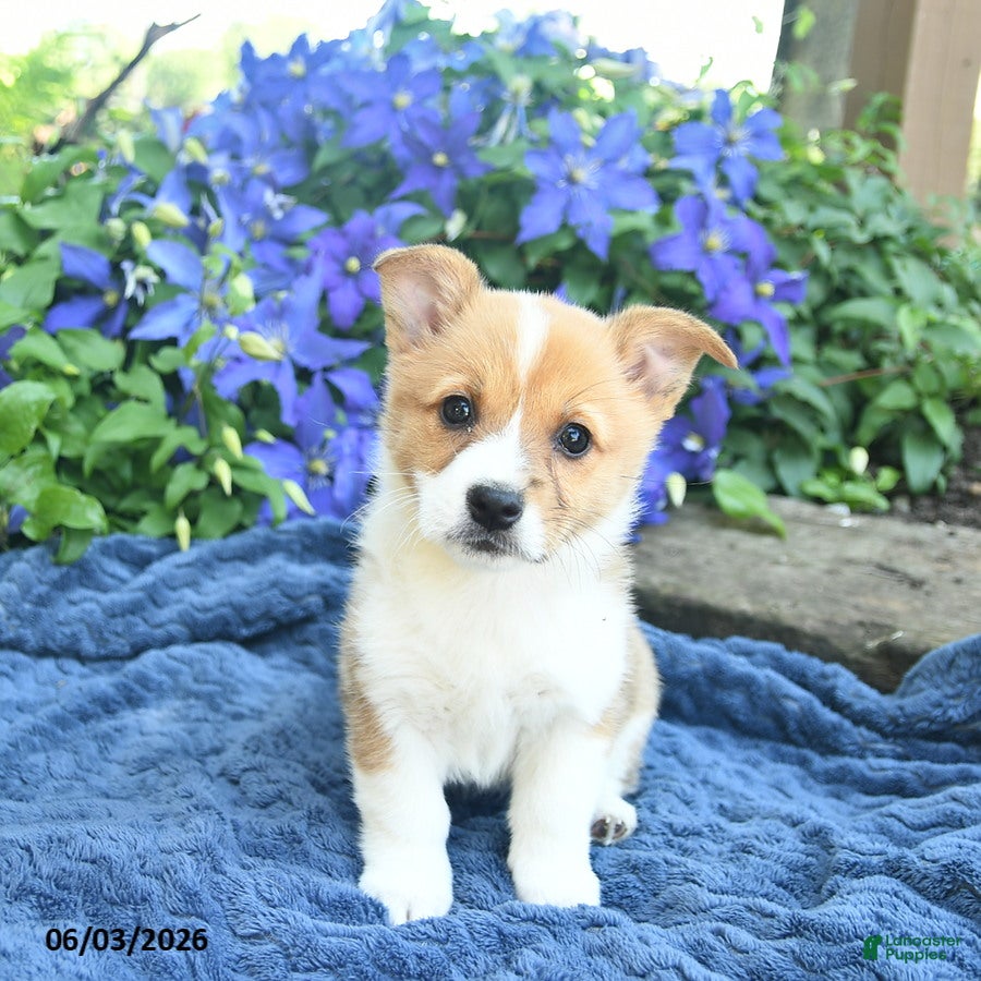 Welsh Corgi Pembroke dogs for sale: Pearl  - Ad 3