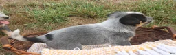 Australian Cattle Dog dogs for sale: Charlie - Ad 5