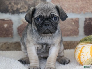 Pug dogs Sydney - Ad 31