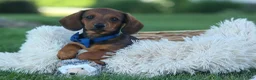Miniature Dachshund dogs for sale: Hunter 💙🐾 - Ad 1