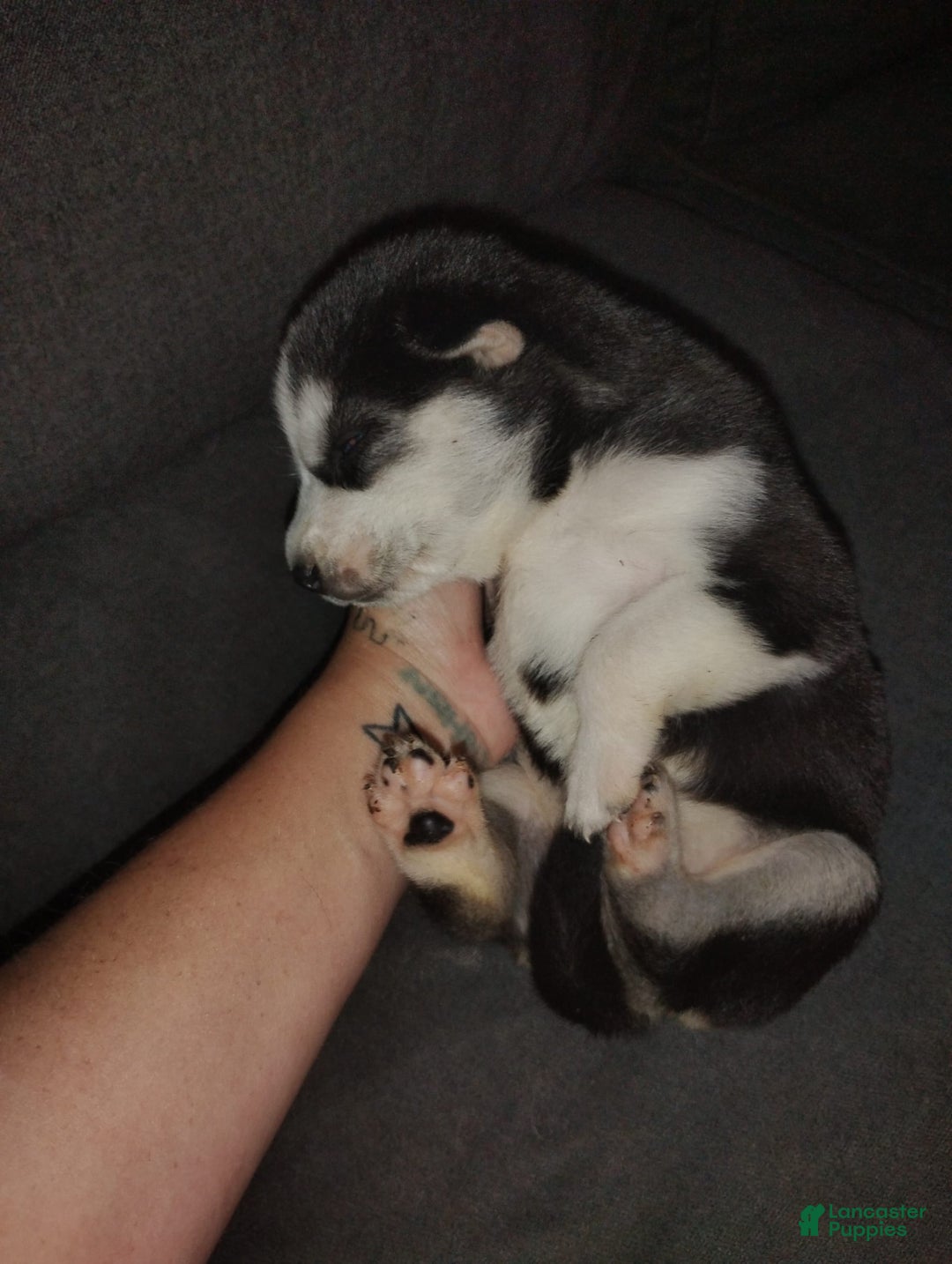 Siberian Husky dogs for sale: Mary - Ad 5