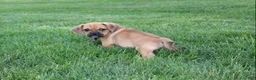 Puggle dogs for sale: Ryder - Ad 3