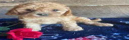Cavapoochon dogs for sale: Ruby - Ad 4