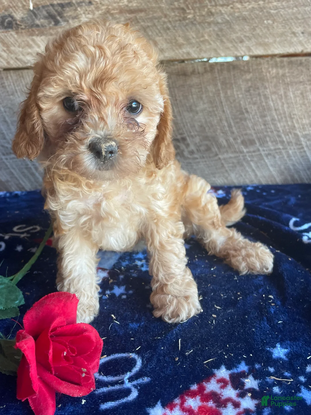 Cavapoochon dogs for sale: Ruby - Ad 4