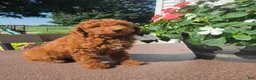 Miniature Poodle dogs for sale: Charles - Ad 7