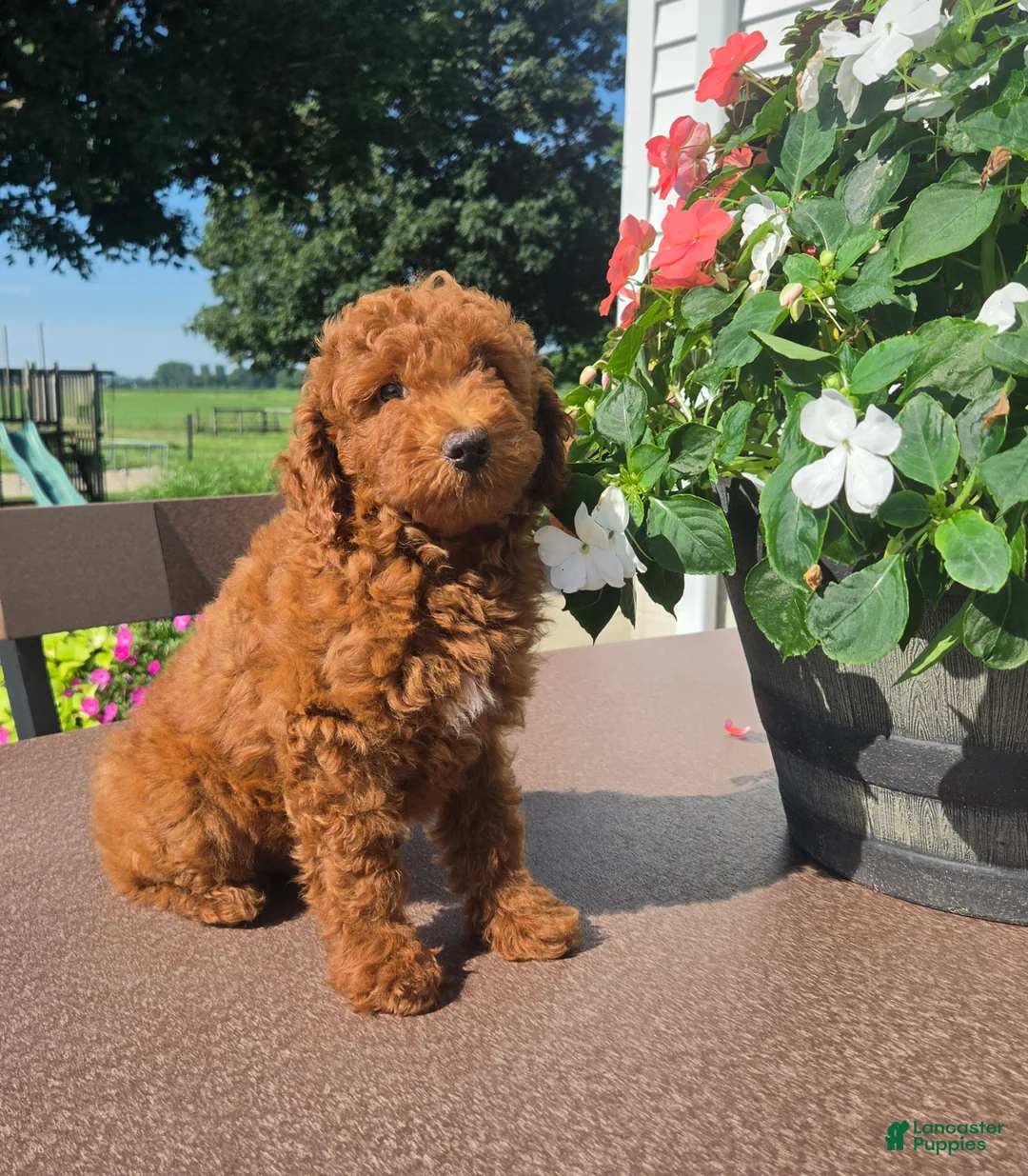 Miniature Poodle dogs for sale: Charles - Ad 7
