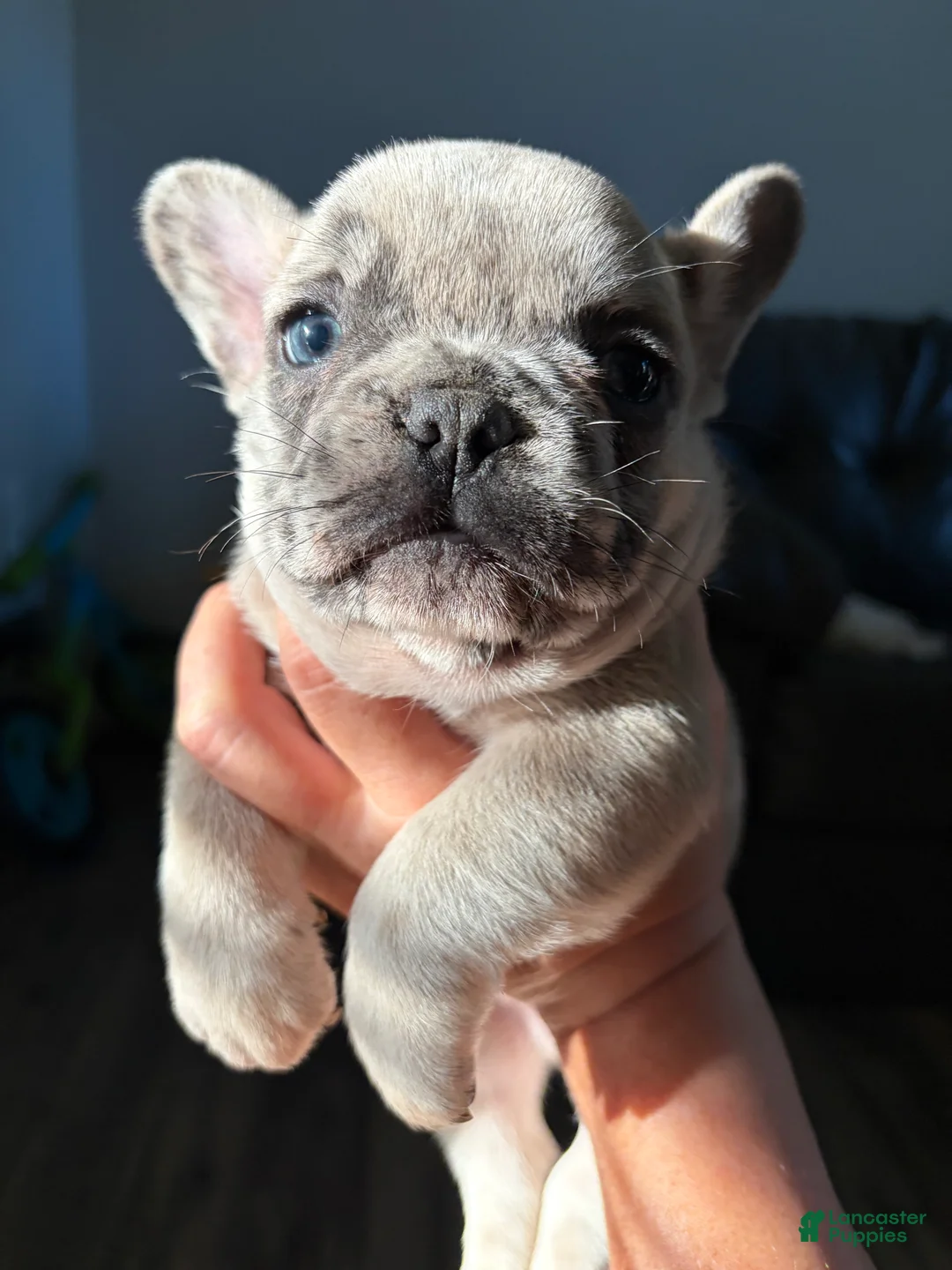 French Bulldog dogs for sale: French Bulldog 2 - Ad 2