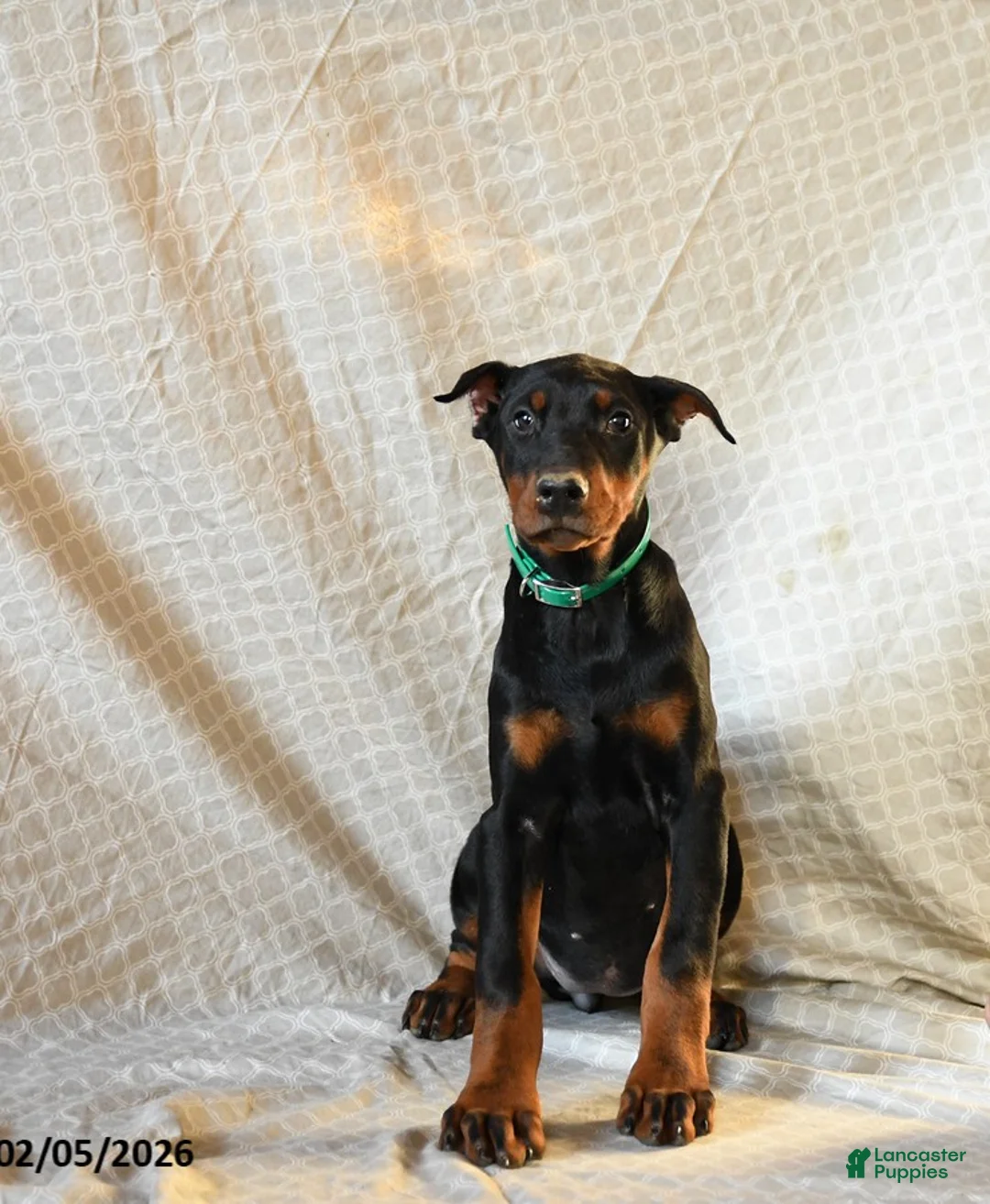 Doberman Pinscher dogs for sale: Raindrop - Ad 5