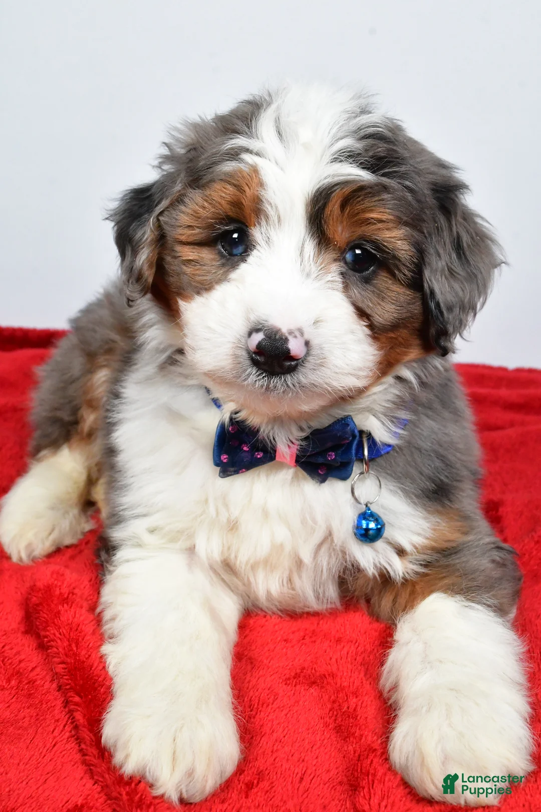 Mini Aussiedoodle dogs for sale: Gabrielle - Ad 8