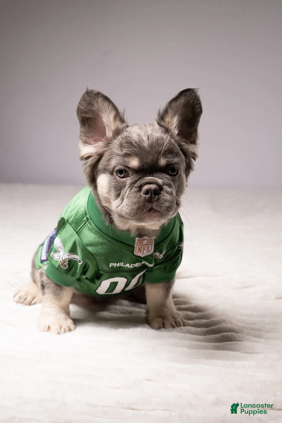 French Bulldog dogs for sale: MANGO - Ad 1