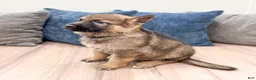 German Shepherd dogs for sale: Kenny - Ad 4