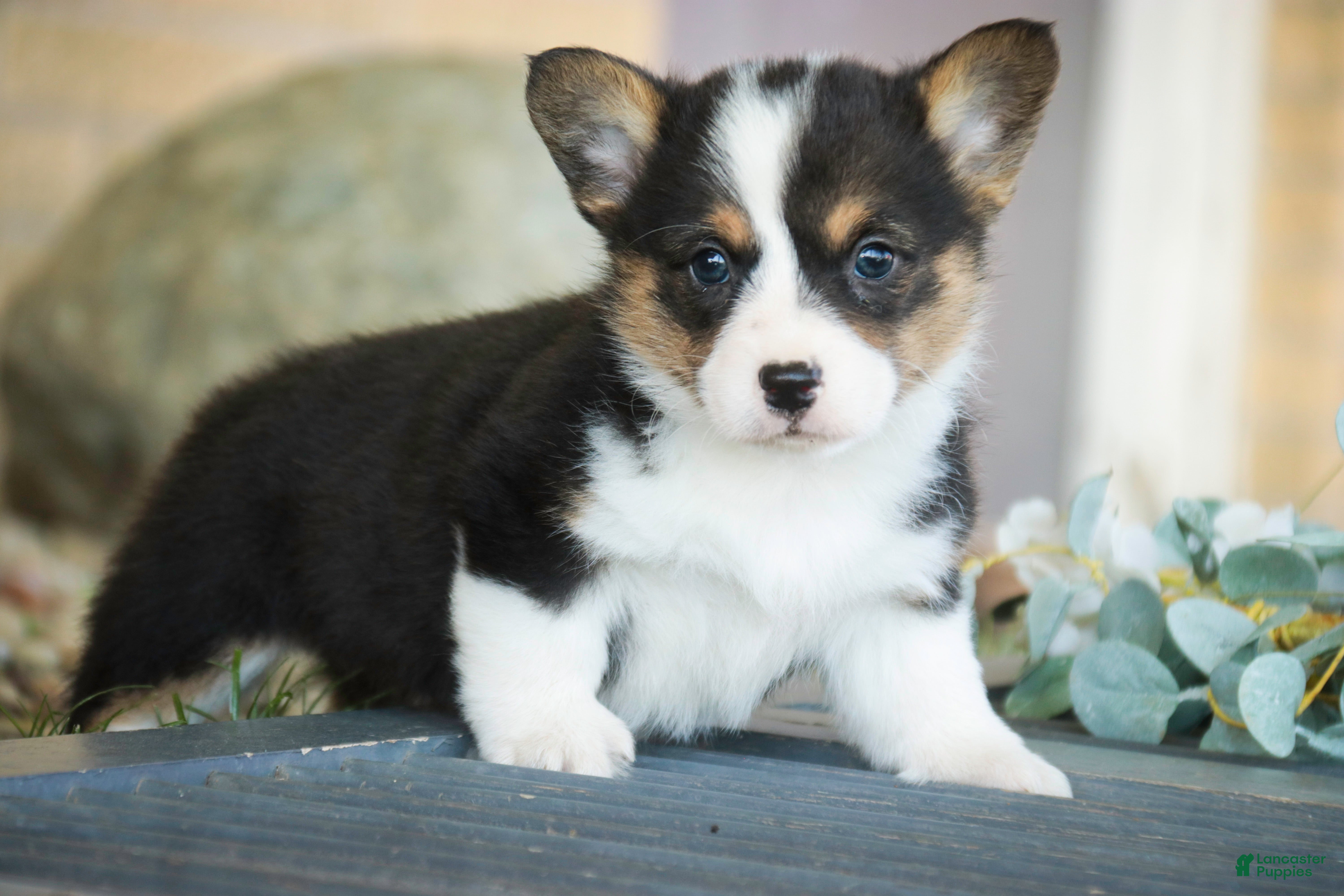 Welsh Corgi Pembroke dogs Olaf - Ad 1