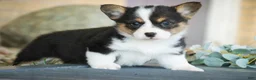 Welsh Corgi Pembroke dogs for sale: Olaf - Ad 1