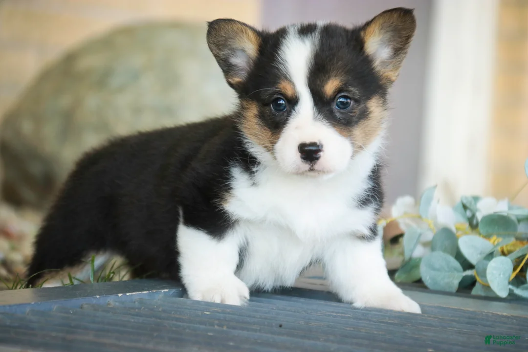 Welsh Corgi Pembroke dogs for sale: Olaf - Ad 1