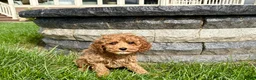 Cockapoo dogs for sale: Cockapoo female 4 - Ad 4