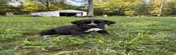 Cane Corso dogs for sale: Max - Ad 14