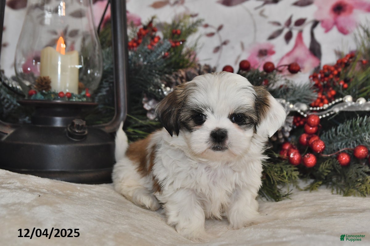 Shih Tzu dogs Beverly - Ad 11