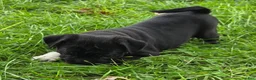 Mixed Breed dogs for sale: Zoey  - Ad 4