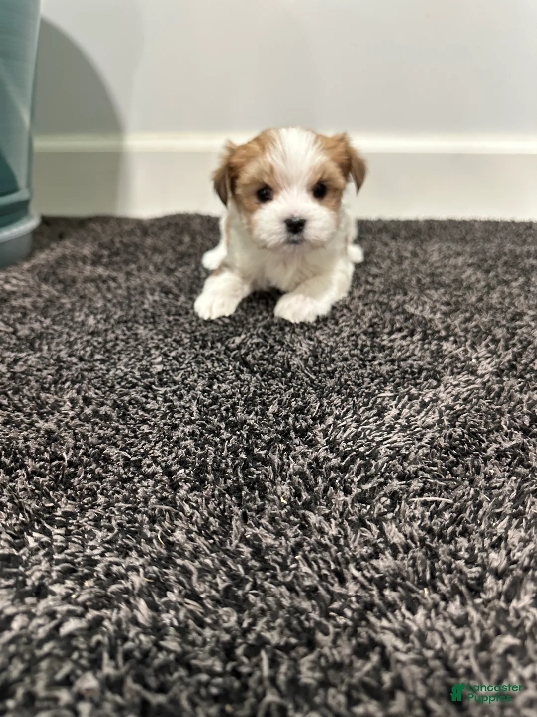 Morkie dogs for sale: Morkie Puppy 1 - Ad 1