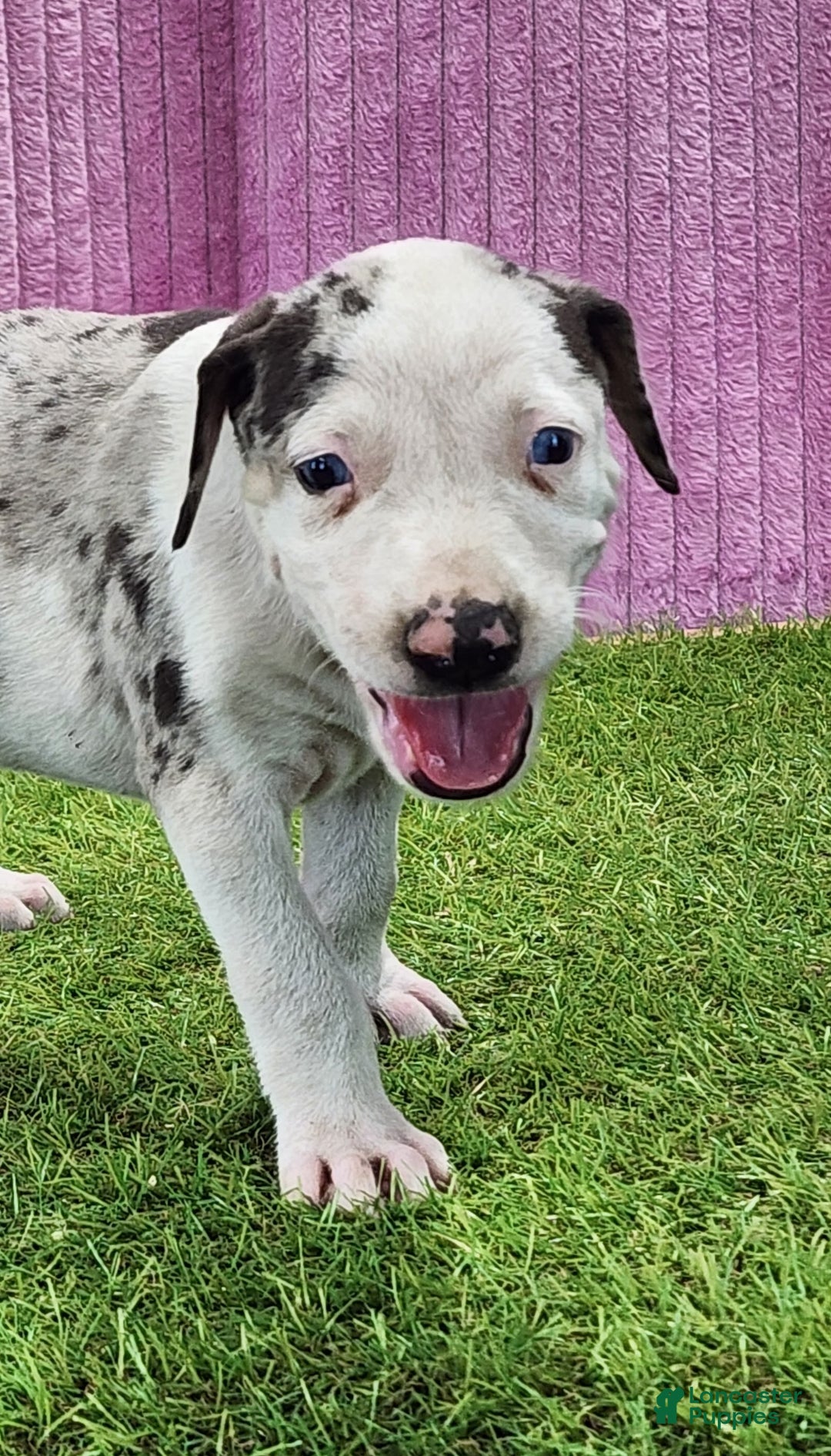 Catahoula Leopard Dog dogs for sale: Tess 2025 Female 5 - Ad 8