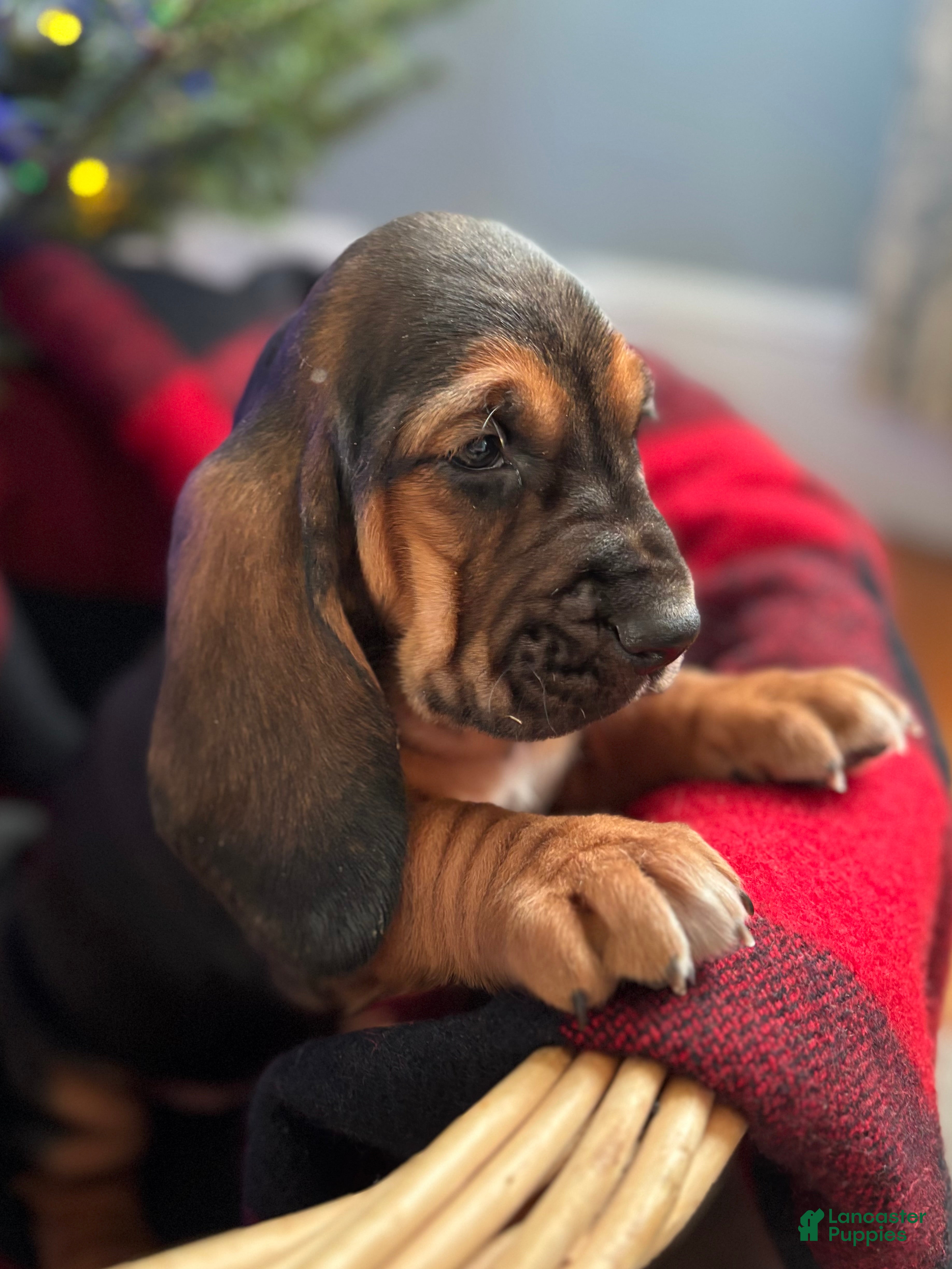 Basset Hound dogs Jovie - Ad 18