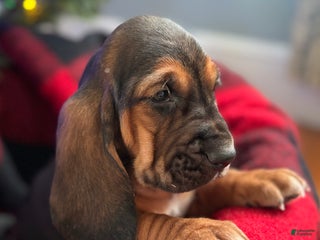 Basset Hound dogs Jovie - Ad 3