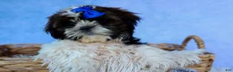 Shih Tzu dogs for sale: RANDY - Ad 10