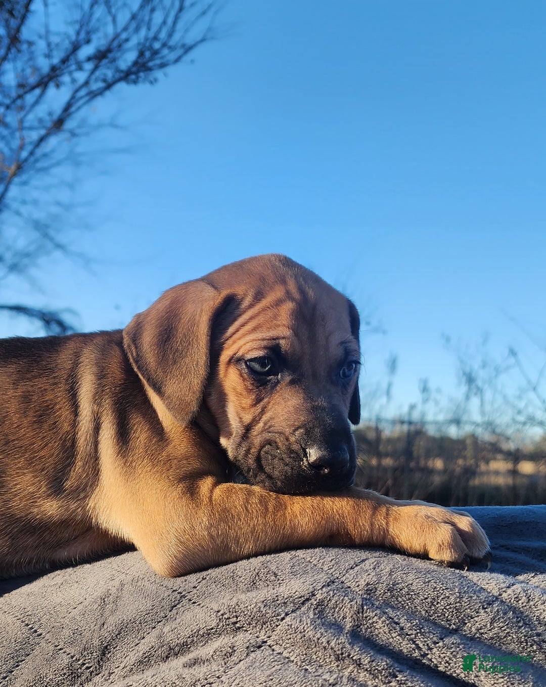 Catahoula Leopard Dog dogs for sale: Tala 2025 Female 2 - Ad 15